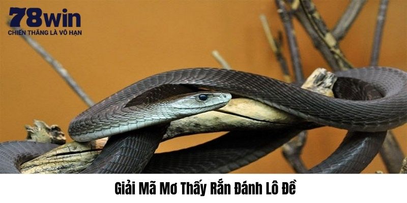 Mơ thấy rắn đen đánh con gì trúng, có tiền liền tại 78WIN? 3 Mơ thấy rắn đen đánh con gì bao chuẩn?
