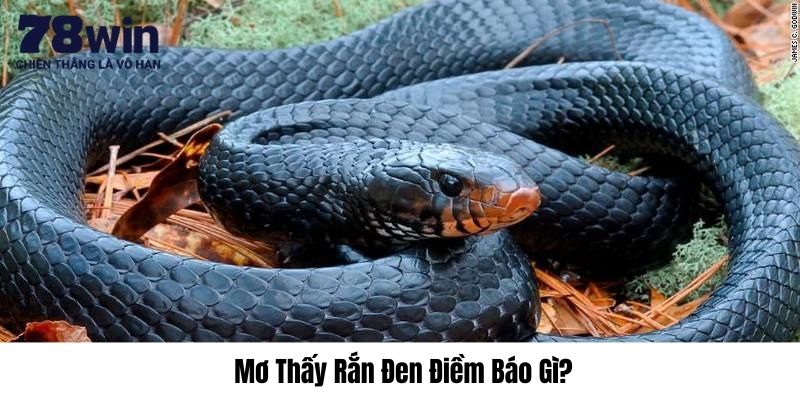 Mơ thấy rắn đen đánh con gì trúng, có tiền liền tại 78WIN? 1 Điềm báo khi mơ thấy rắn đen trong tầm mắt
