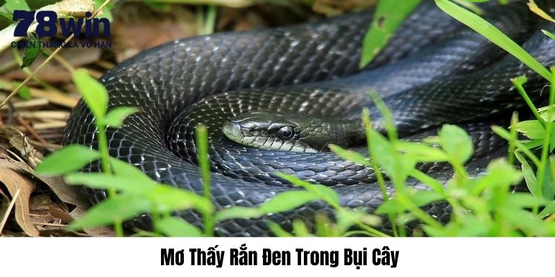 Mơ thấy rắn đen đánh con gì trúng, có tiền liền tại 78WIN? 2 Rắn đen trong bụi cây xuất hiện chiêm bao